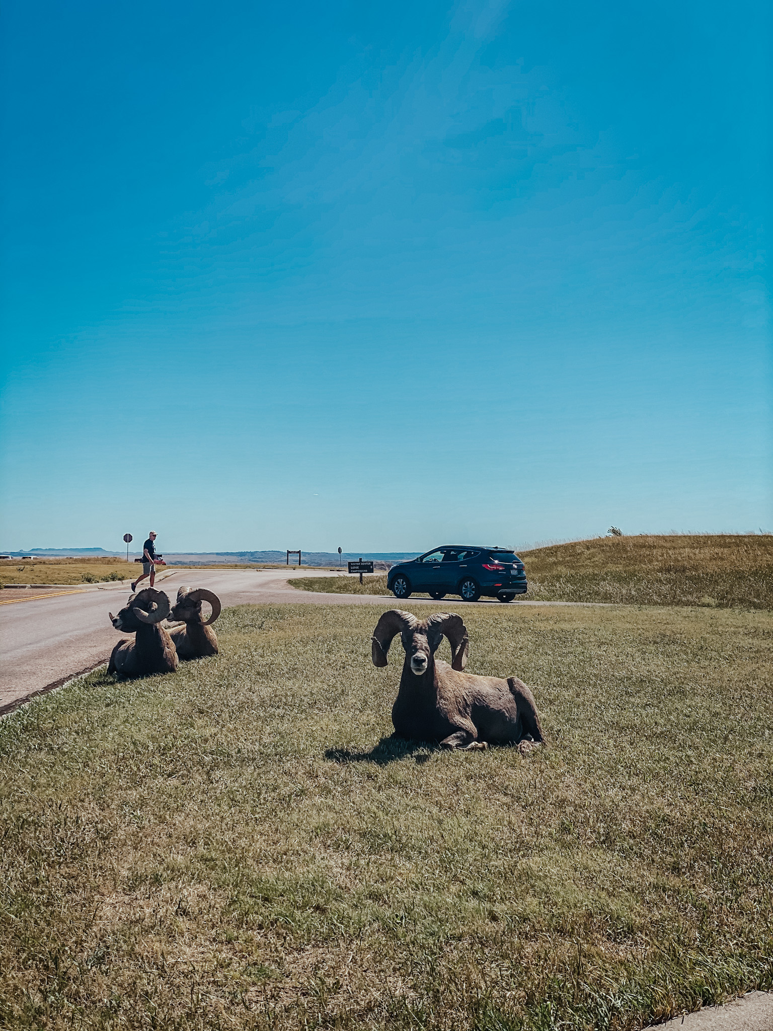 Big horn sheep