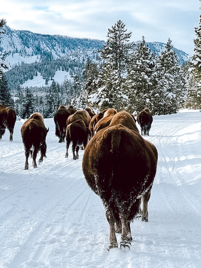 Bison in snow