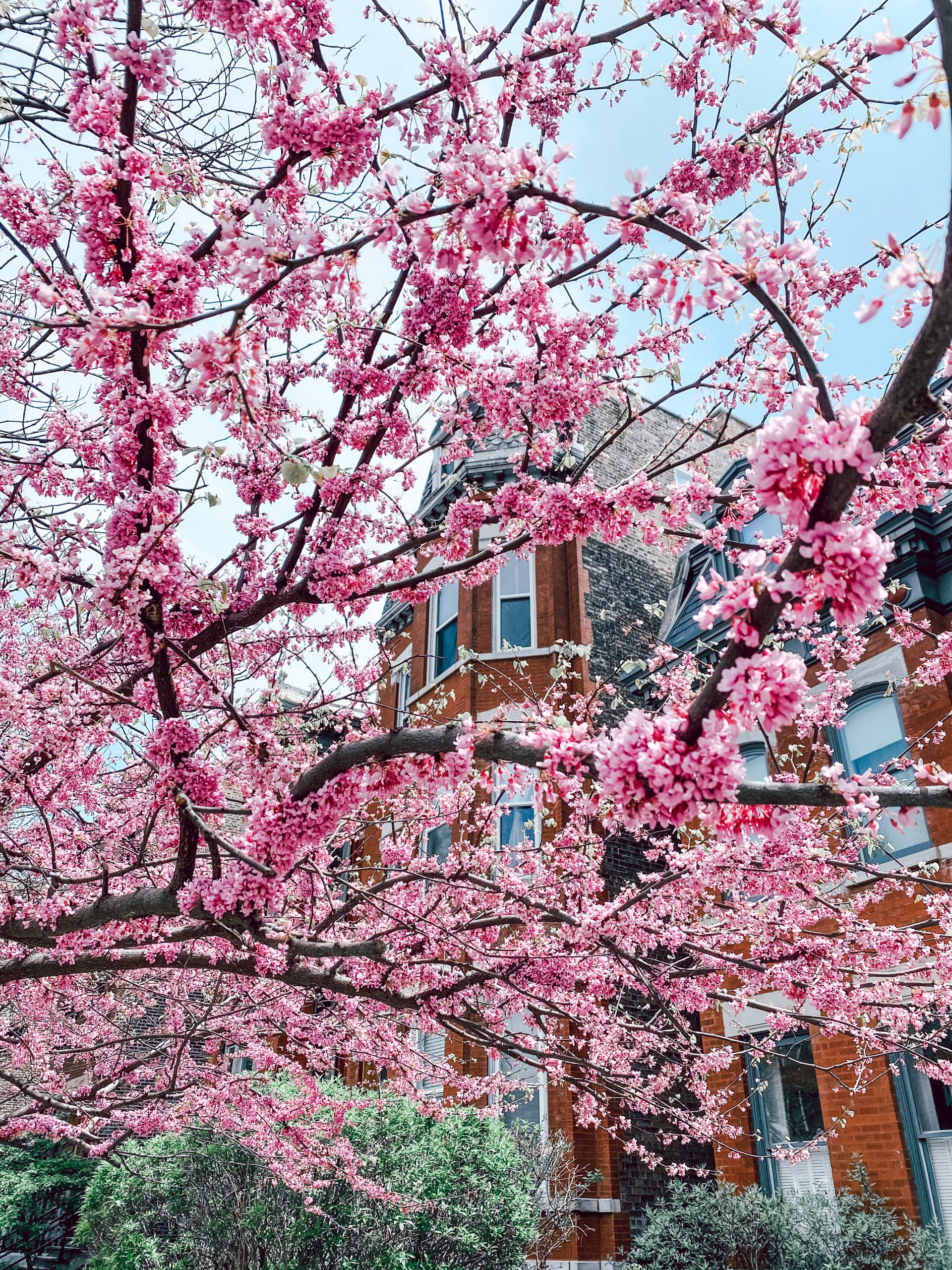 A Spring Walk through Wicker Park