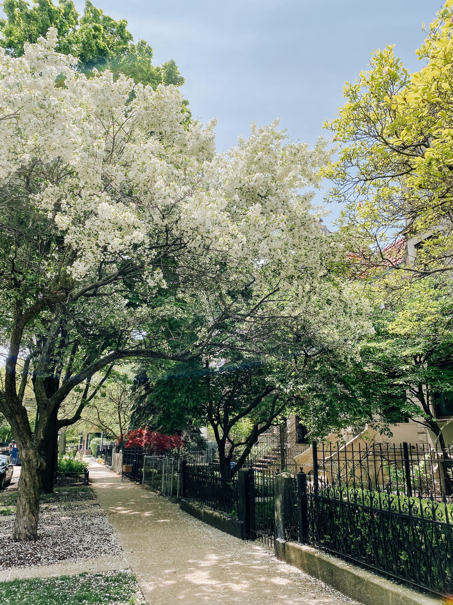 A Spring Walk through Wicker Park