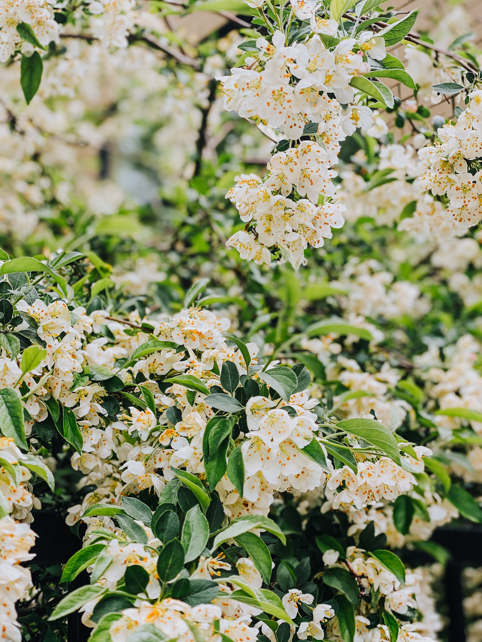 A Spring Walk through Wicker Park