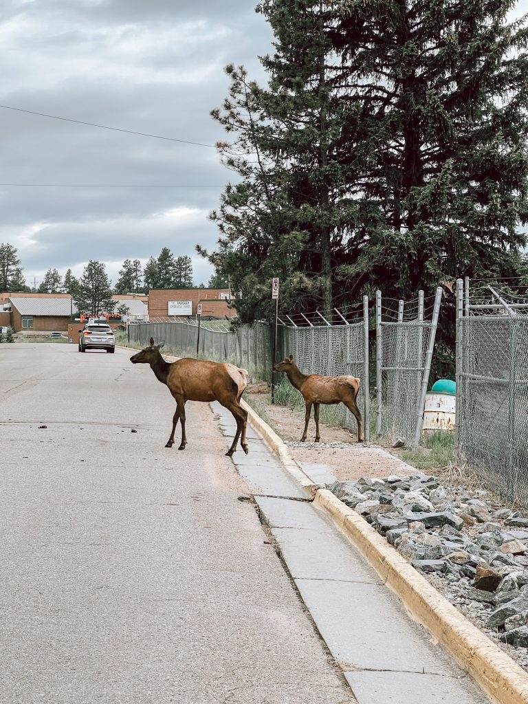 elk spotting during hike | Life Lately: our trip out West