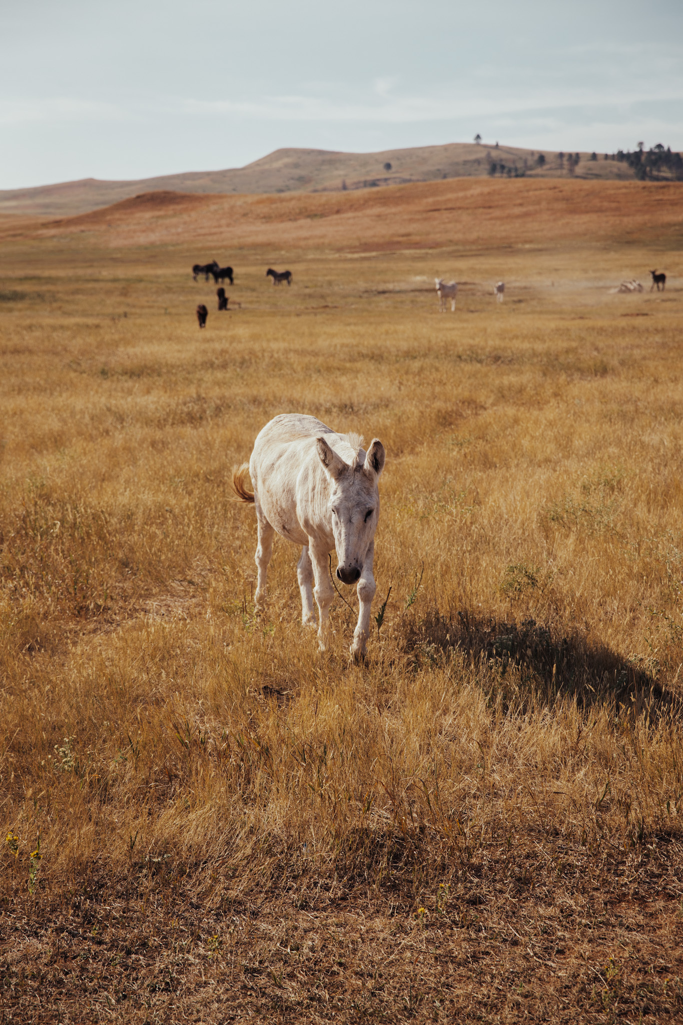 Drive the Wildlife Loop | South Dakota Road Trip