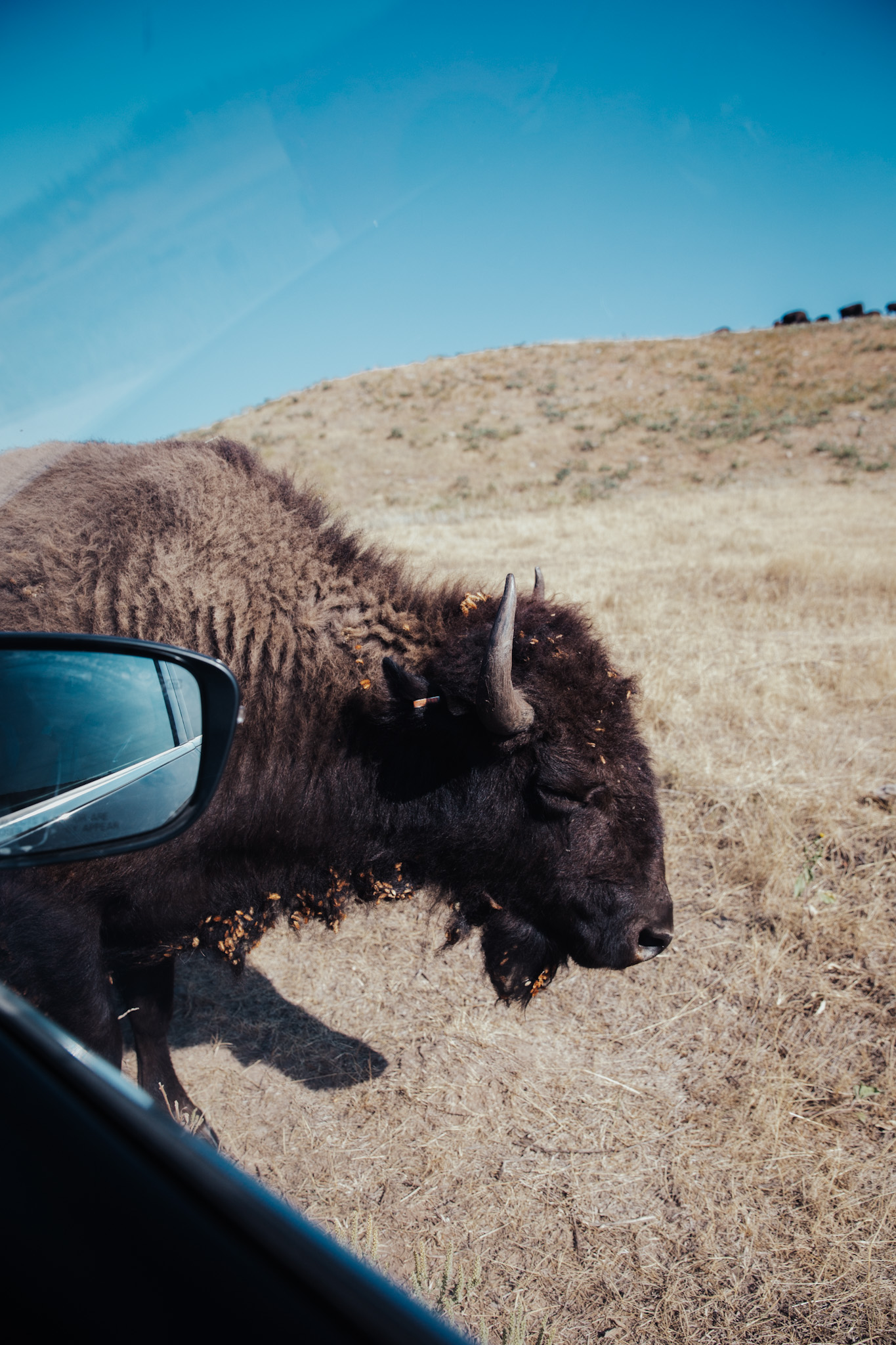 South Dakota Road Trip Activities