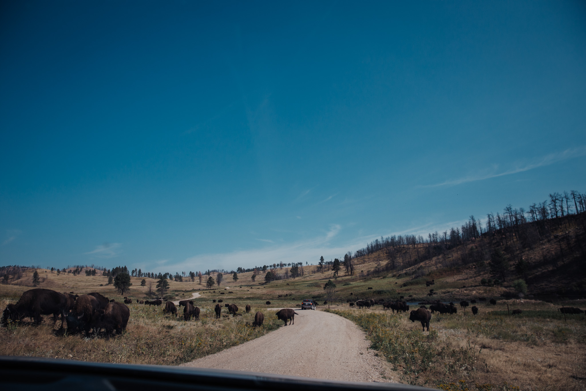 Bison South Dakota Road Trip