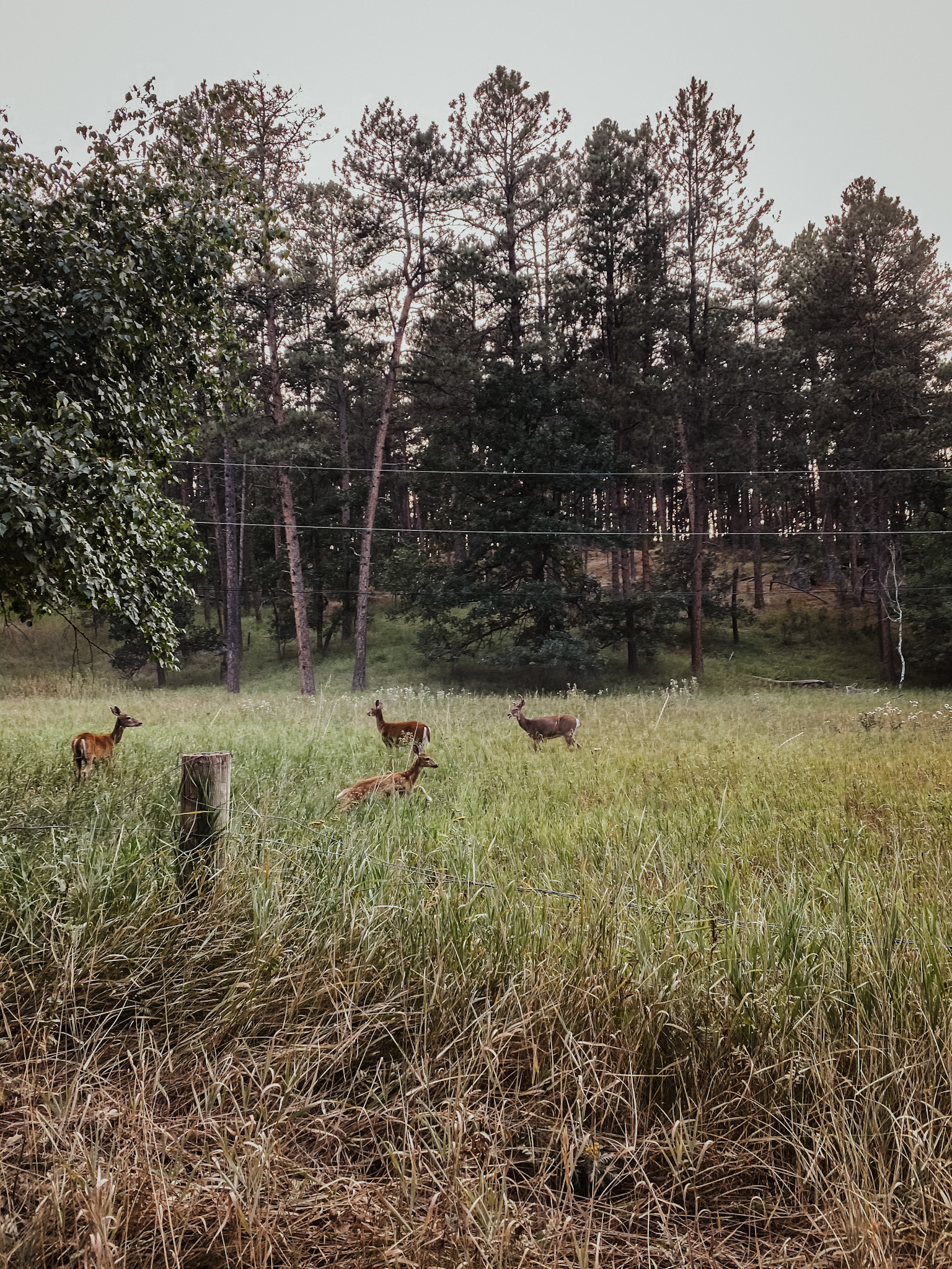 Custer State Park Activities | South Dakota Road Trip