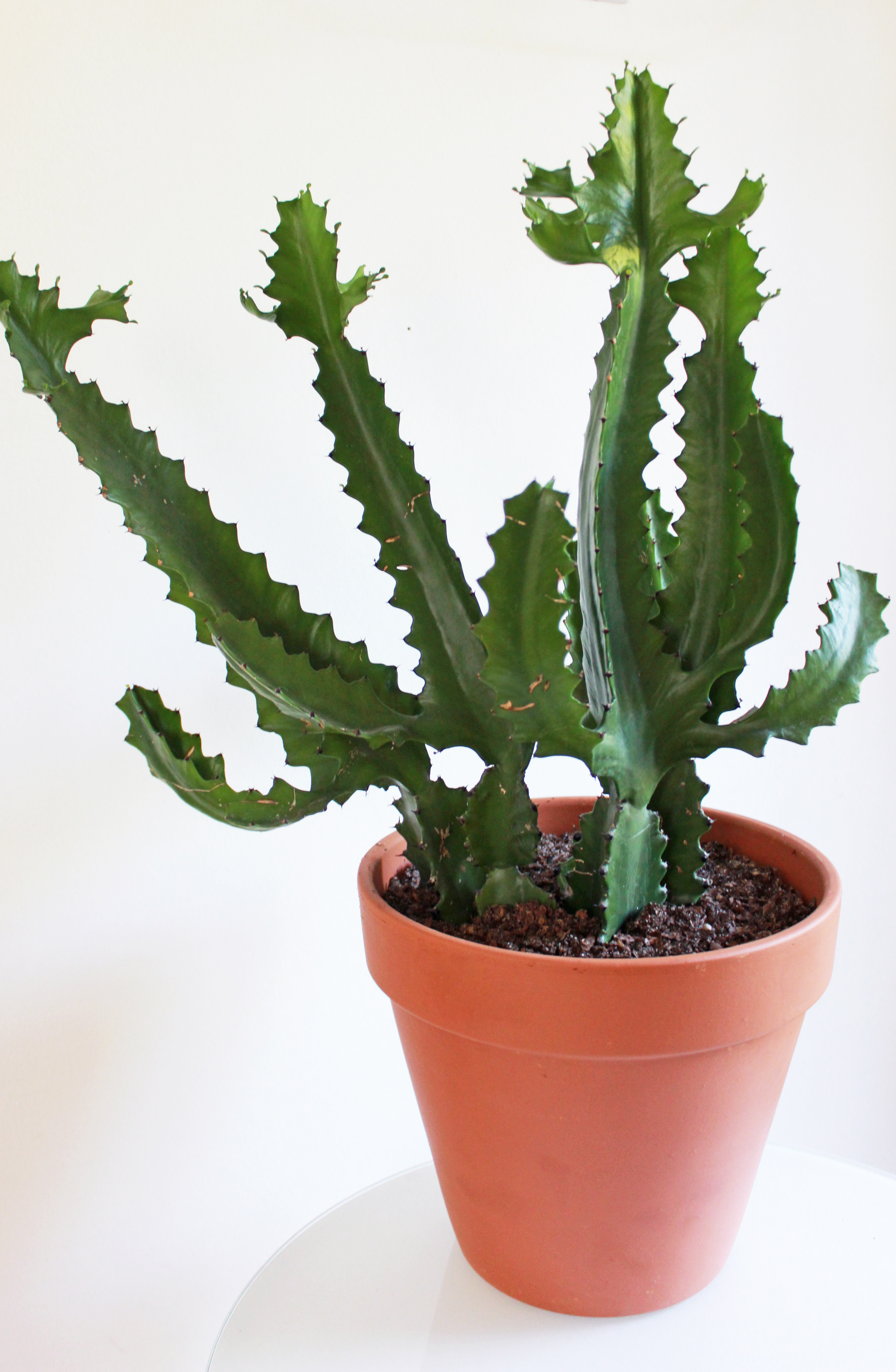 a cactus in how to decorate with houseplants